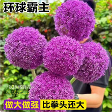 [mMڷNͺֲͥԺԴ[ļ׻