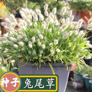 ����β�ͲݷN��Ȥζ�^�p��β�ݿ����ɻ��л��ݷN�ӼҾߔ[�O������