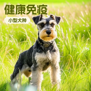 纯种雪纳瑞宠物活体狗狗小型玩赏犬茶杯犬伴侣犬黑银椒盐雪纳瑞