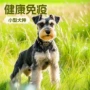 纯种活体宠物伴侣犬椒盐