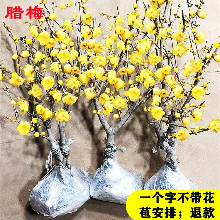 Chimonanthus praecox саженец Горшечное растение Слива Красная слива старый ворс Цветок Бонсай зеленая слива морозостойкий родной цветок сливы балкон