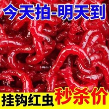 【今日特价】鲜活红虫活饵特大号挂钩公虫批发鱼饵料喂鱼活饵红虫