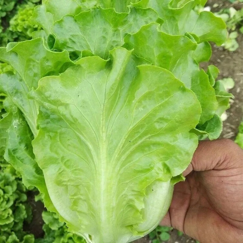 意大利耐抽苔生菜玻璃生菜四季油麦菜种籽清脆爽口四季种子菜种