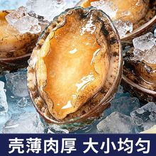 带壳完整鲍鱼肉鲜活冷冻新鲜活鲍剥去内脏火锅食材佛跳墙用冻鲍鱼