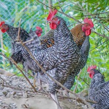 纯种脱温芦花鸡青年鸡健康黑白芦花鸡幼体农家散养活体芦花鸡养殖