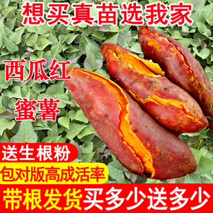 ���ڸ߮a���ϼt�����t�������Ŀ����͵ع���������t������