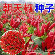 朝天椒种子一级种早熟高产特辣小米椒辣椒蔬菜种子大全耐贮运易发