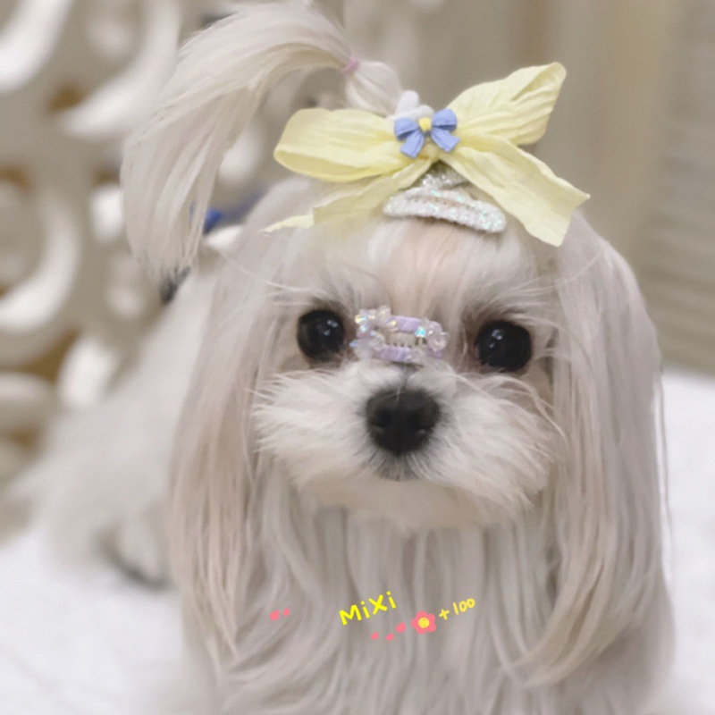 Pets bb New products Malta Shih Tzu Teddy Broken hair Hairpin Headdress One piece wholesale Manufactor On behalf of