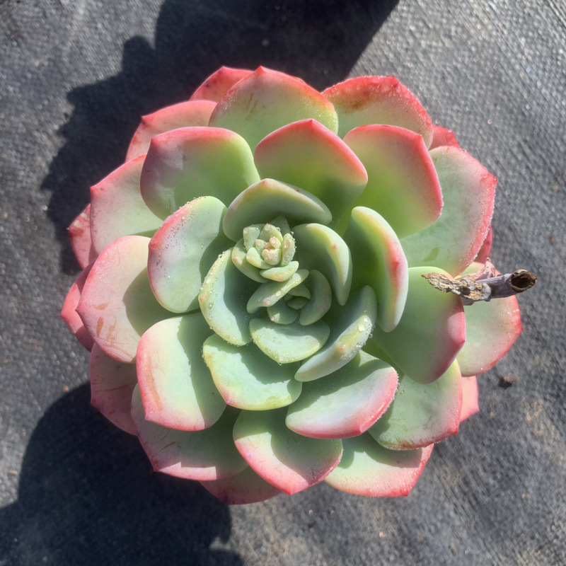 백월광 싱글 헤드 10-12cm (플라스틱 화분과 함께 배송 가능)