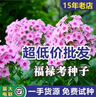 福禄考花种四季播种易活观赏花卉公园小区花海造景种子基地大量批