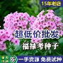 播种小区公园四季花种