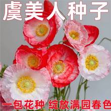 ���u�����˷N���ͺ�����G���GֲͥԺ�̨���ܴ�ȫ�Ј����ܷN����