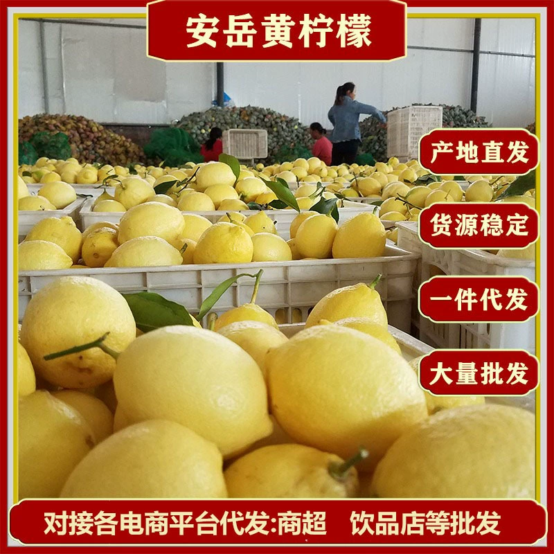 Аньюэ желтый лимон сезонный свежий садовый сбор база прямая доставка свежие фрукты с тонкой кожурой, сочные и крупные плоды для коммерческой оптовой торговли