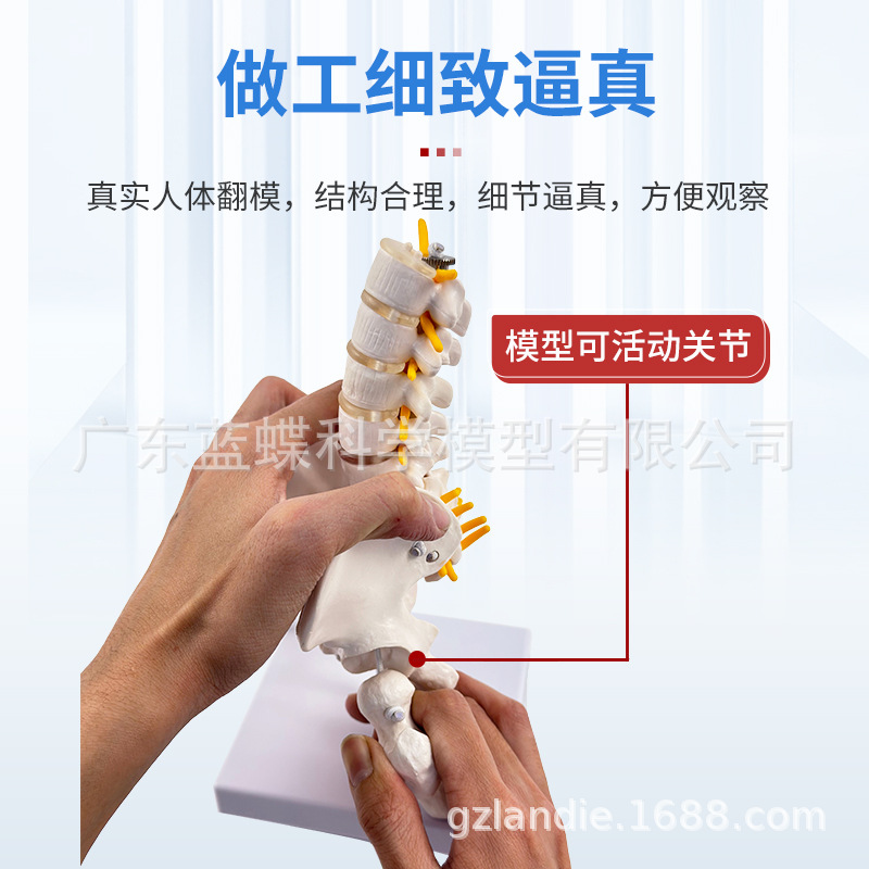 ��̬������׵����ģ�͹ؽڿɻ�������СŮ�Լ������Ľ�ѧ�Ǽ�