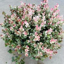 花叶络石盆栽五彩爬藤垂吊植物室内外阳台庭院好养易活花观叶绿植