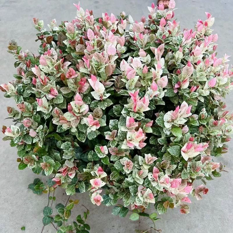 Фикус бонсай в горшке с разноцветными листьями, простое в уходе для внутреннего и наружного балкона и сада, подвесное вьющееся растение.