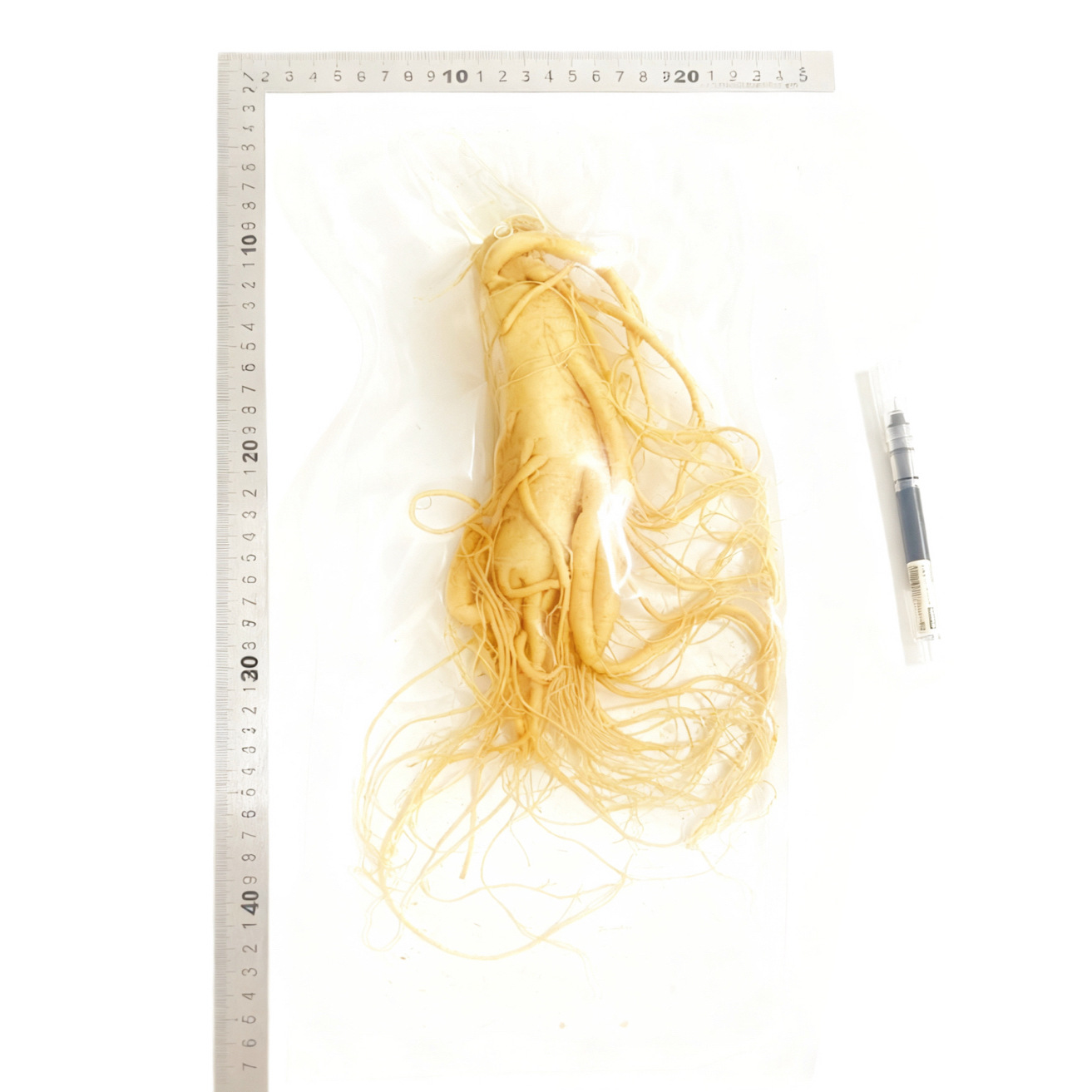 【鮮人参】長白山人参卸売メーカー直販 東北特産新鮮人参 酒漬け人参 生人参