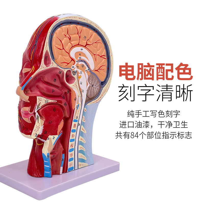 ����ͷ�沿����Ѫ����ģ�;�������ѧ�沿��Ѫ�ܼ���ṹģ��