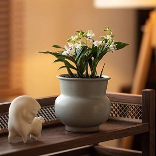 ��ˮʯ���m�����҃����滨��ֲ���е��㎧��������Gֲ�Y����B