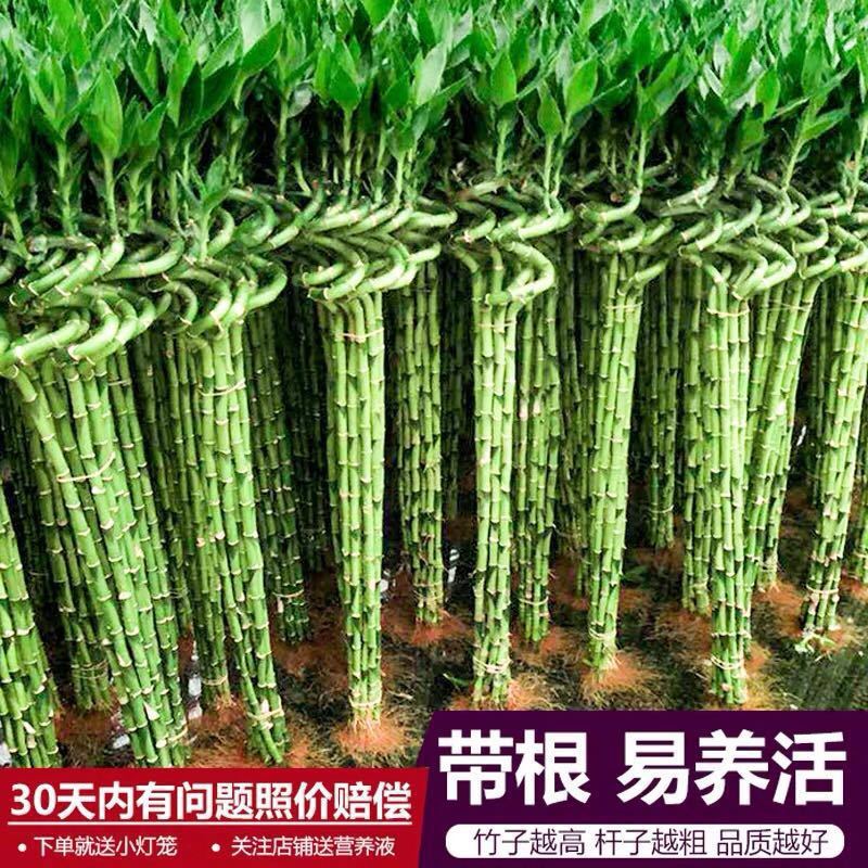 带根转运竹水培富贵竹植物开运竹水养客厅弯竹子盆栽招财室内