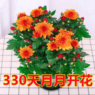 �����l؛���m���M�ھջ����ͺ��׻��ļ��_�������҃����̨�Gֲ��