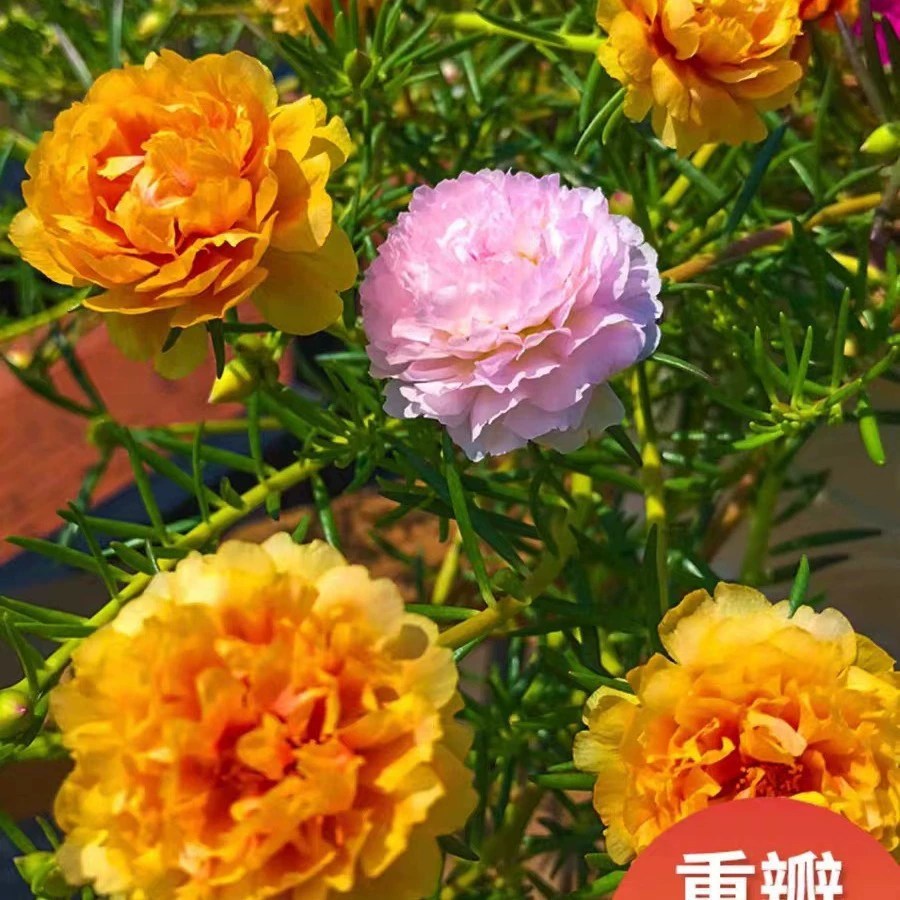 Подсолнух с двойными лепестками рассада в горшке