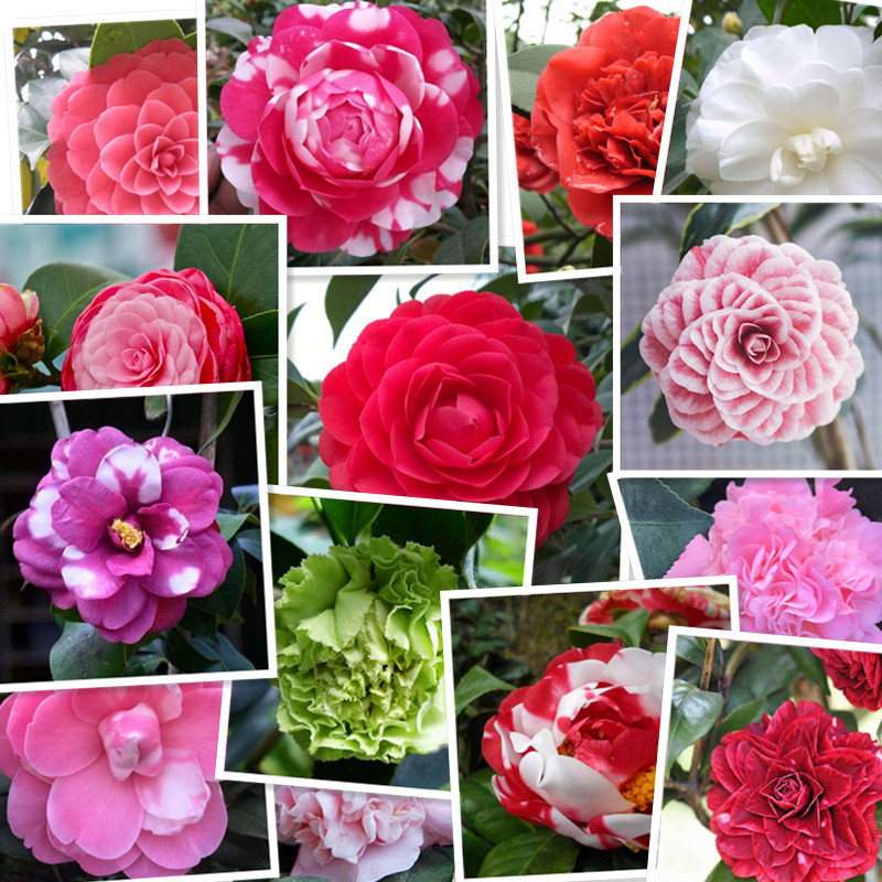 [손실보상] 꽃봉오리가 있는 3년생 모종(1개 구매시 1개 무료)과 영양비료