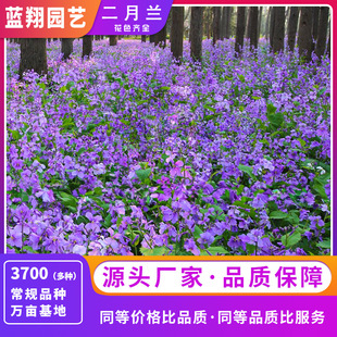 February Orchid Seeds Perennial Shade-Tolerant Flower Seeds Landscaping Zhuge Cai Courtyard Autumn Sowing Flower Seeds Flower Seeds