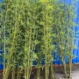 盆栽挡墙室外加密绿植