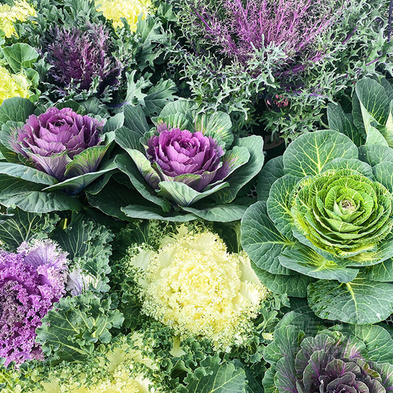 Kale/about 100 pieces