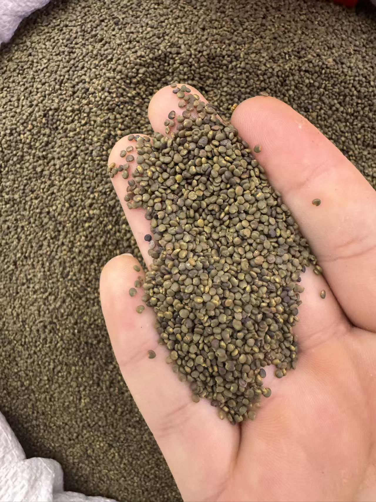 Sha Yuan Zi Dried Flatstem Milkvetch Seeds 1000g Bag Traditional Chinese Herb for Cooking and Decoction quality and texture
