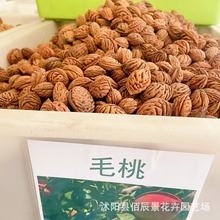 批发新采毛桃种子山桃种子毛桃树毛桃核桃子桃核种子桃树种子