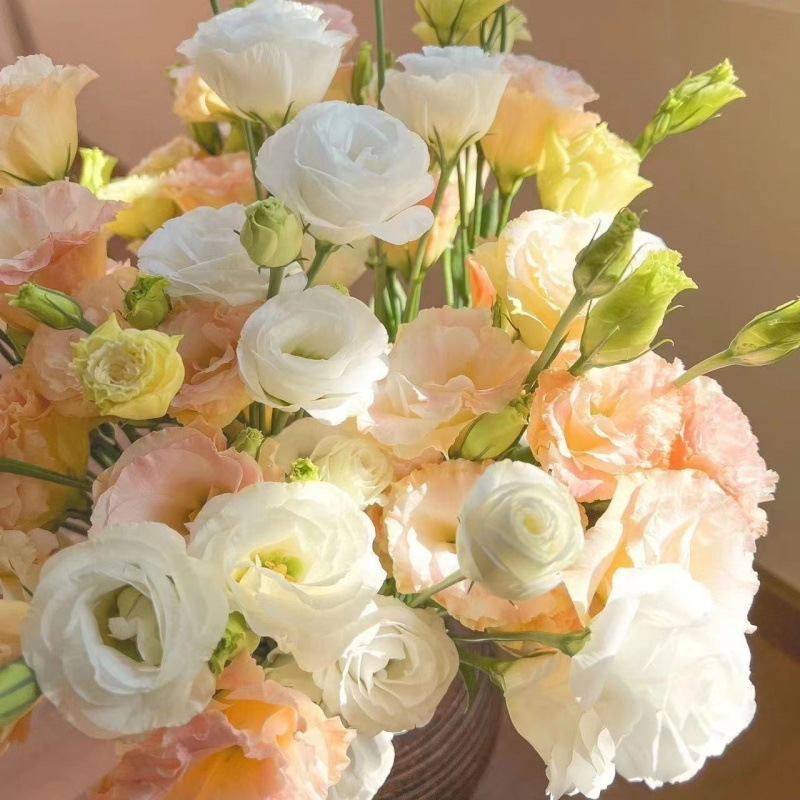 レアカラーのエリュケンバの花、新鮮なミックス、屋内水耕栽培、家庭用フラワーアレンジメント、オフィス、雲南基地直送|undefined