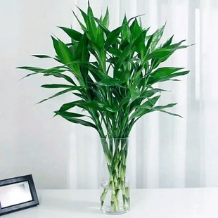 ���F��ˮ��ֲ��͏d�аlؔ���ӹ����߾G�}�Gֲ���Ի���ֲ���҃Ȼ�