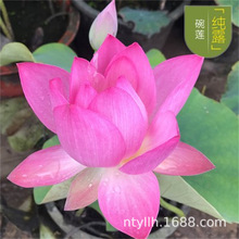 ^pɻNź ɻ ɏźN ԺɻNo ˮBɏźKѿ