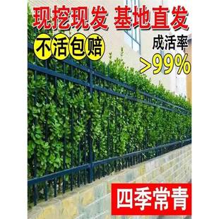 Small Leaf Boxwood Seedlings, Melon Seed Boxwood Seedlings, French Holly Seedlings, Holly Seedlings, Golden-Edged Boxwood Courtyard Hedge Saplings