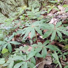 ؘAؘǷNϸߗUFвșNֲ~һ֦l