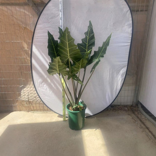 ������ֱ�����^�~ֲ��С���ԾGֲ�_����������~Ƭ�҃�ins���W�L