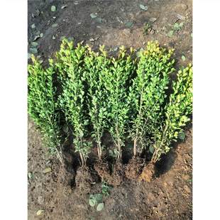 С�~�S�������ͥԺ�G�h�����S�����窚�U�S�������~�S�����