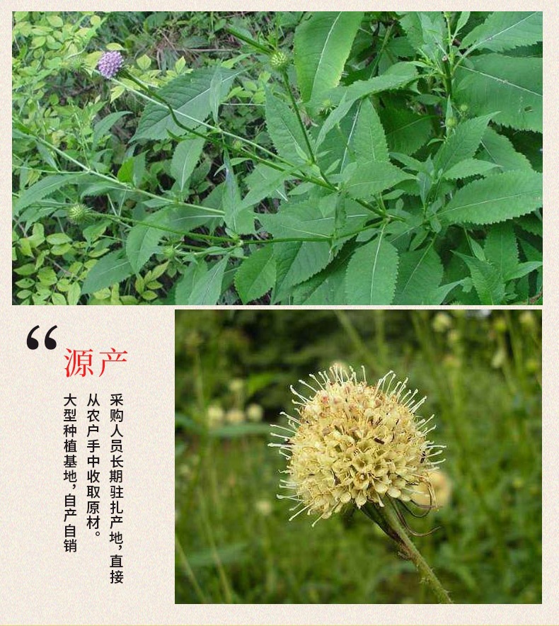 Chuan Duan Powder (Dipsacus asper) — Freshly Ground Ultra-Fine Xu Duan Root Powder, 500g quality and texture