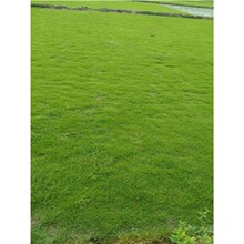 ���Z�q������ɷf��ƺ�N���ļ������Ƥ���޼��ߙn���Ѱ�����ƺ��