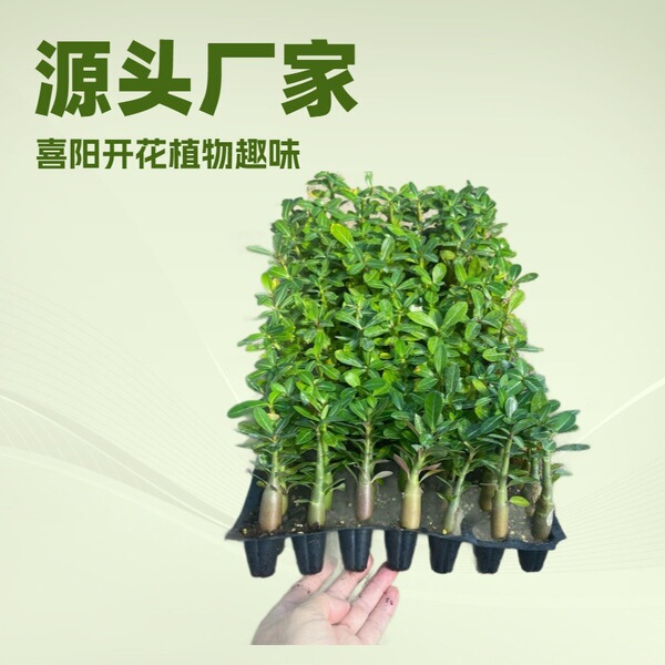 Flower seedlings wholesale desert rose seedlings source…