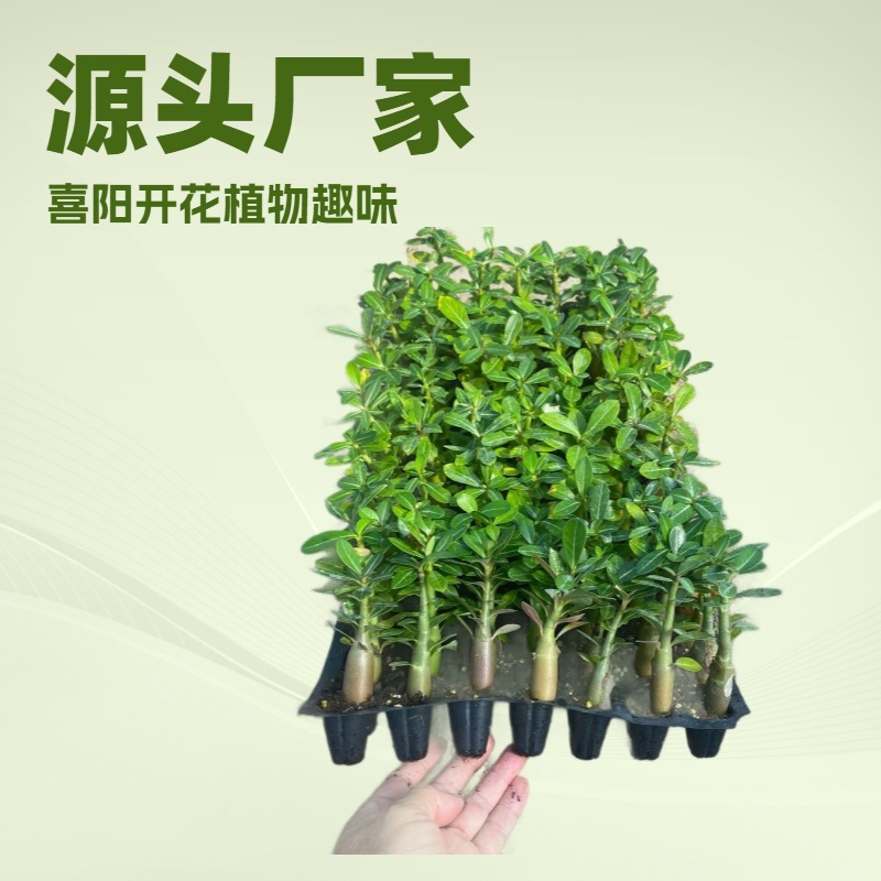 Flower seedlings wholesale desert rose seedlings source…
