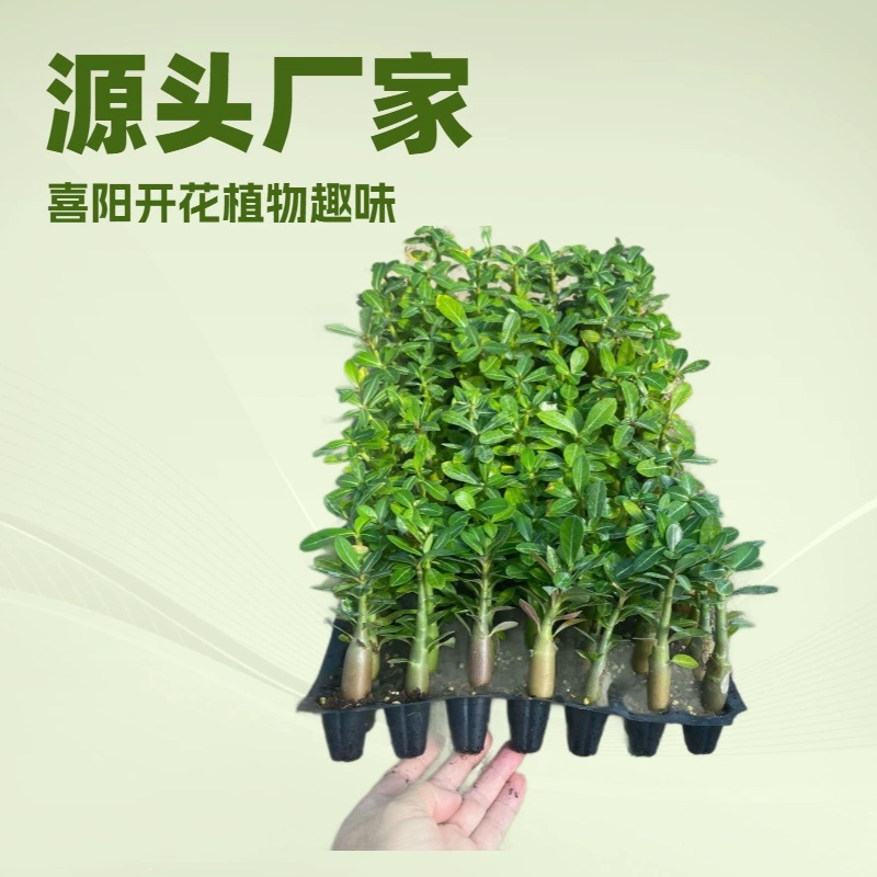 Оптовые рассады цветов: рассада пустынной розы напрямую от производителя, декоративные цветущие растения для дома и улицы, от 50 растений