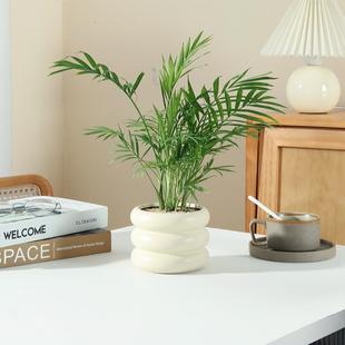 Pocket Coconut Green Plant Potted Living Room Office Desktop All Year Round Evergreen Easy to Grow Flower Small Bonsai Ornaments