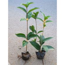 �ļ��𻨘����������S�����������̨�w�޽ӷ�����辰��