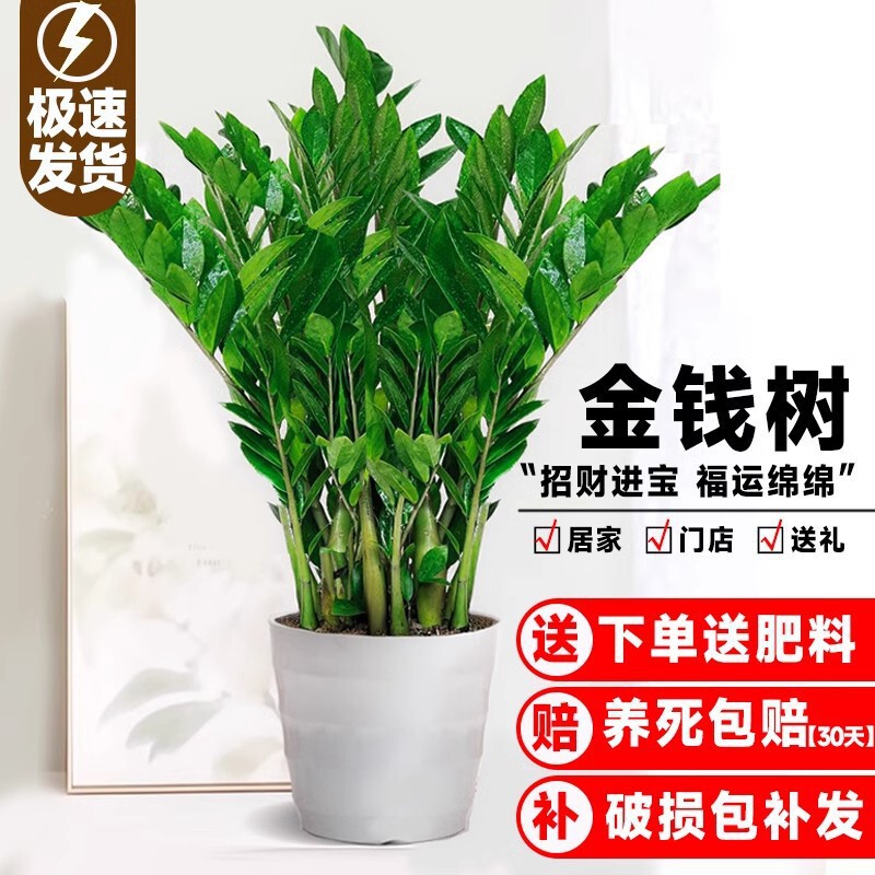 Money Tree Potted Green Plant for Indoor Living Room, Easy-To-Care-For Flowers for Office, Fortune Tree with Large Flower Pot, Money-Attracting Plant