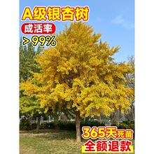 一件代发银杏树活苗白果庭院占地绿化苗木行道树金叶银杏大小苗南