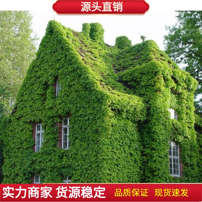 爬藤爬墙虎花卉种子 爬山虎种子 攀援观叶植物 三叶地锦四季易种