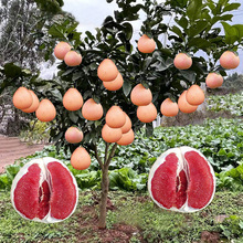 四季柚子树苗红心红肉蜜柚嫁接果苗南方北方种植当年结果三红蜜柚